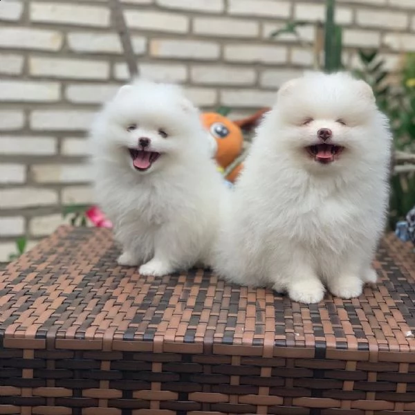 cuccioli di pomerania per adozione | Foto 0