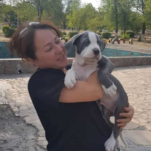 **vendita**cuccioli di  american pitbull terrier