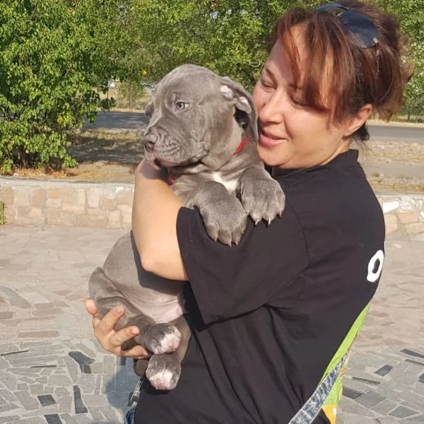 **vendita**cuccioli di  american pitbull terrier | Foto 0