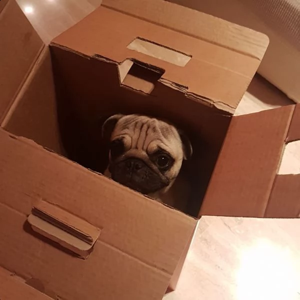 regalo carlino