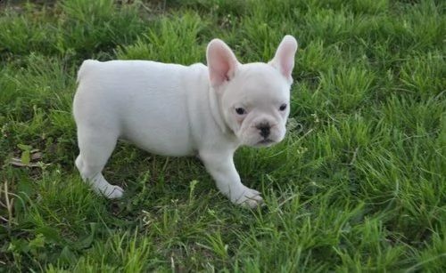 cuccioli di shih tzu di salute