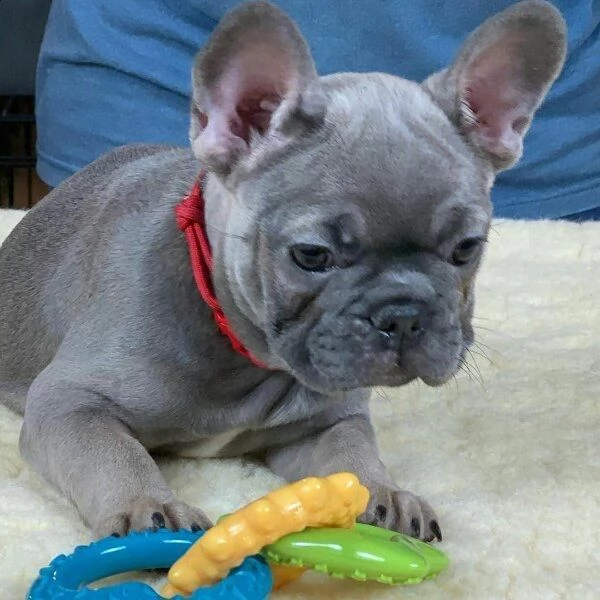 bouldogue francese blu%