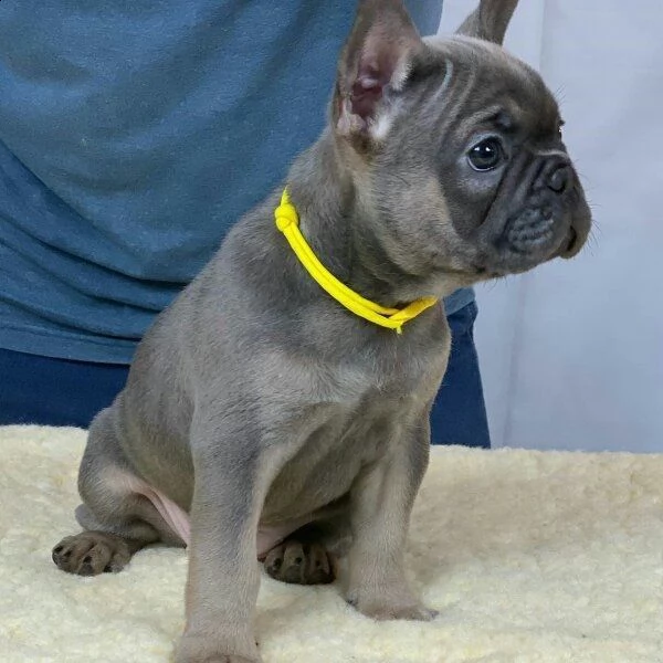bouldogue francese blu% | Foto 0