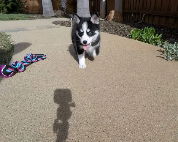 #[at][at]cuccioli di siberian husky#[at][at][at] | Foto 0