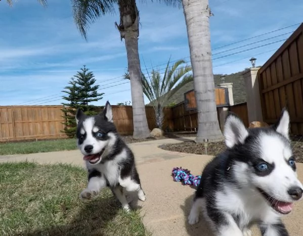 #[at][at]cuccioli di siberian husky#[at][at][at]