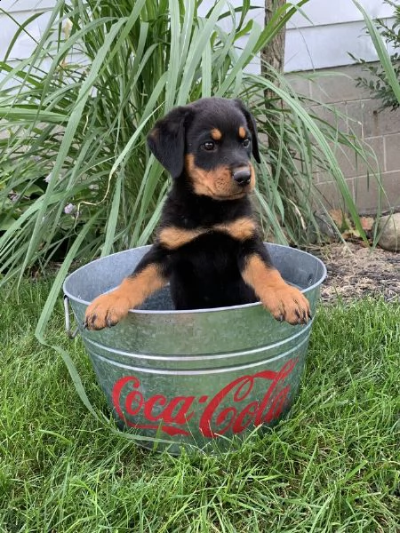vendita disponibili cuccioli di rottweiler 
