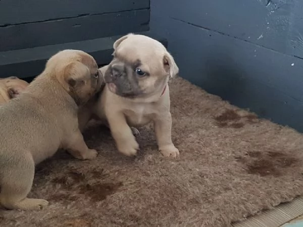 cuccioli di bulldog francese per l'adozione regalo !!!
