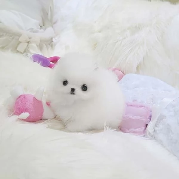 teacup pomerania cuccioli pomerania