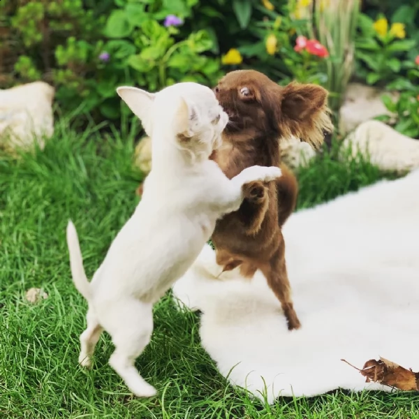 regalo cuccioli di chihuahua mini toy