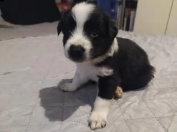 bellissimi cuccioli di border collie disponibili per contatto di adozione con un whatsapp...