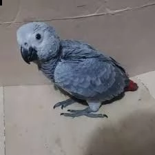pappagallo grigio africano sano per adozione