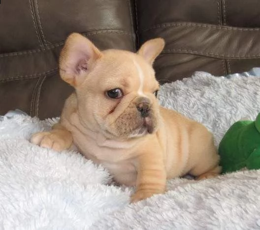 disponibile cucciolata di bouledogue francese bianco e neri e neri tadorabile cucciolo maschio di bo