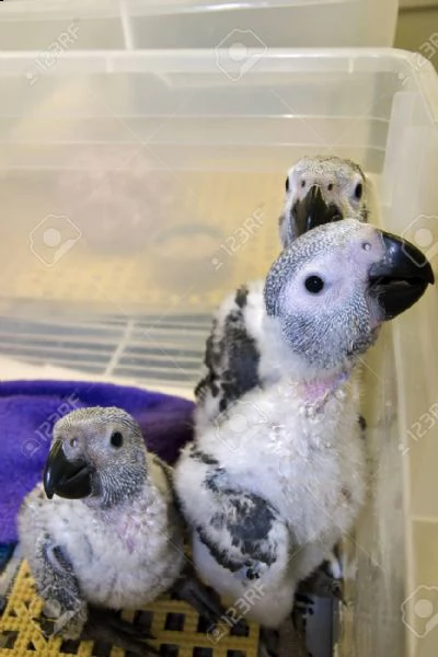12 settimane 4 bella parrot grigia africana per adozione contatto amico e piacevole con un numero di | Foto 0