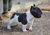 4 bellissimi cuccioli di toro francese adorabili e simpatici per l'adozione contatto con un numero d | Foto 1