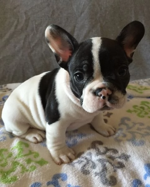 4 bellissimi cuccioli di toro francese adorabili e simpatici per l'adozione contatto con un numero d