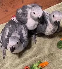 il pappagallo grigio africano