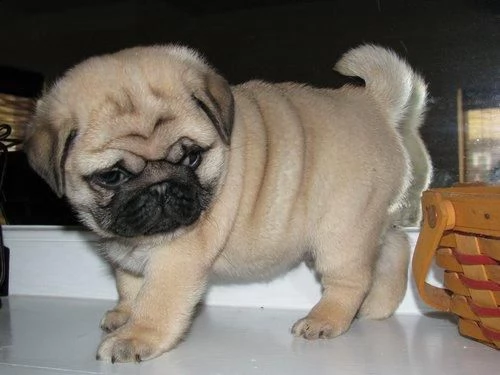 cuccioli pug carlino disponibili