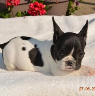 cucciola di bouledogue francese bianco e nero femmina