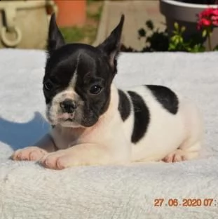 cucciola di bouledogue francese bianco e nero femmina | Foto 0