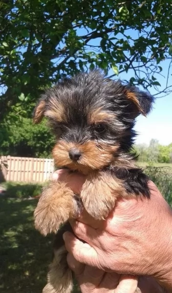  cuccioli yorkshire mini toy 