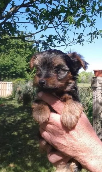  cuccioli yorkshire mini toy  | Foto 1