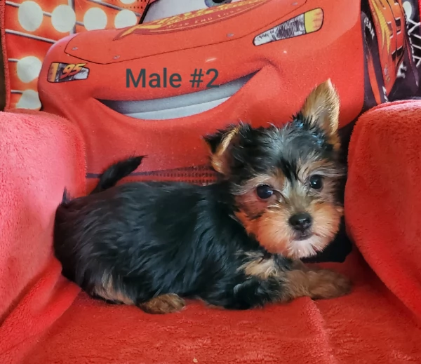  cuccioli yorkshire mini toy  | Foto 0