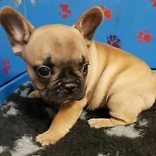 bulldog francese