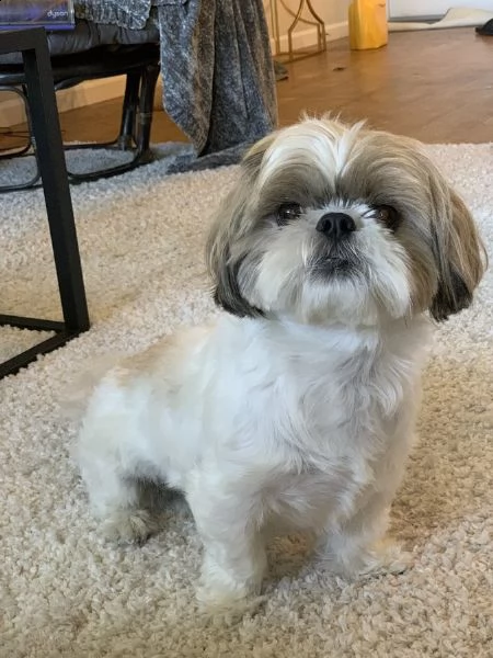 vendita cucciolo cuccioli di shihtzu 2 mesi 