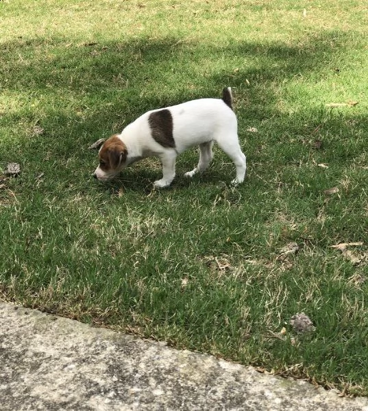  regalo cucciolo cucciolo di jack russel tenerissimi intrigantissimi e buonissimi di 70 giorni sia m