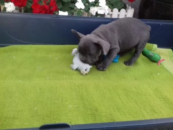 i miei cuccioli di bulldog francese sono disponibili per l'adozione | Foto 1