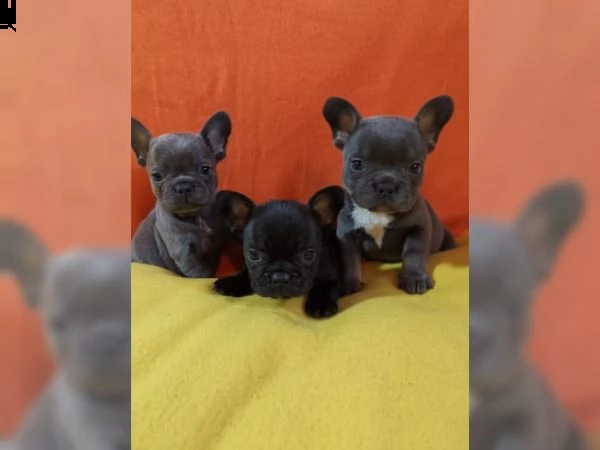 i miei cuccioli di bulldog francese sono disponibili per l'adozione | Foto 0