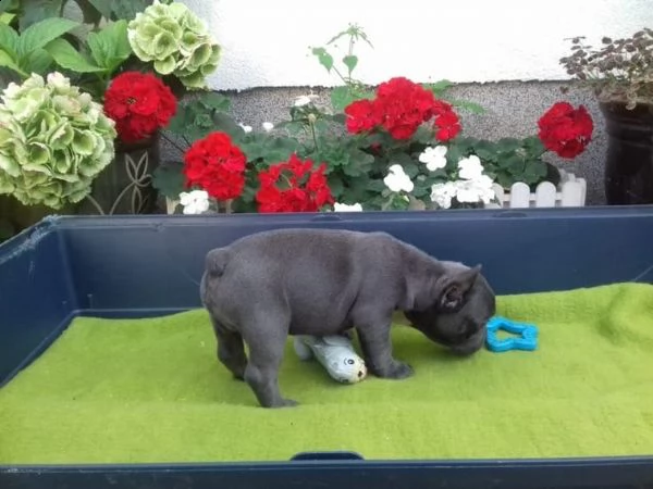 i miei cuccioli di bulldog francese sono disponibili per l'adozione