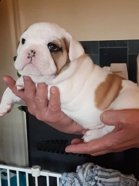 vendita cucciolo bulldog inglese
