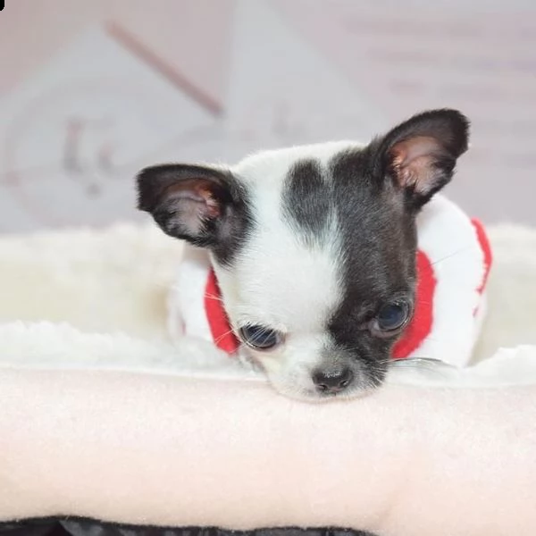    regalo cuccioli di chihuahua