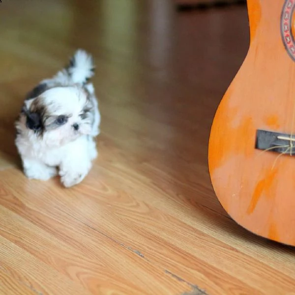   regalo shih-tzu  toy