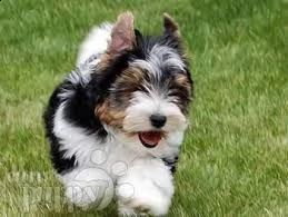  yorkshire terrier | Foto 0