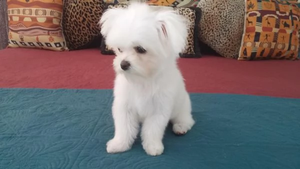 regalo cucciolo cuccioli di maltese maschio e femmina
