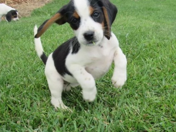 vendita cucciolo bellissimi cuccioli di beagle