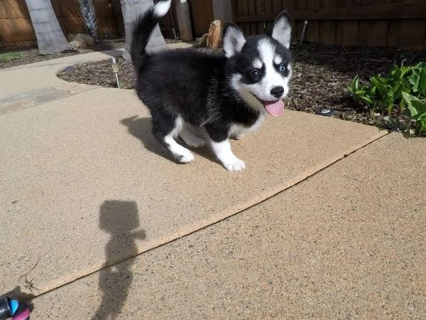 kuccioli di siberian husky kon pedigree enci.