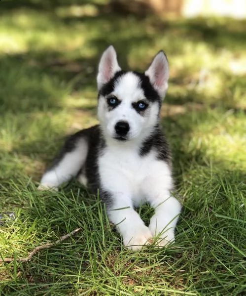 occhi azzurri cuccioli di husky siberiano