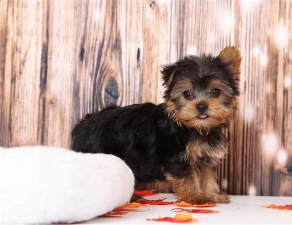 cuccioli yorkie di qualità disponibili