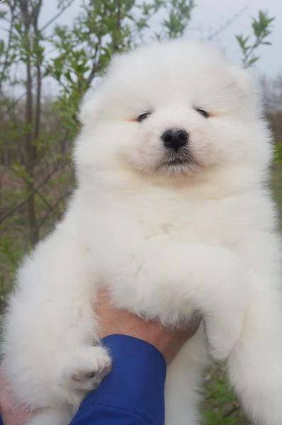 cuccioli samoiedo in vendita