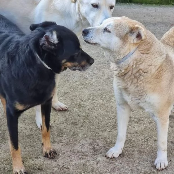 Giordie è un vero invisibile | Foto 1