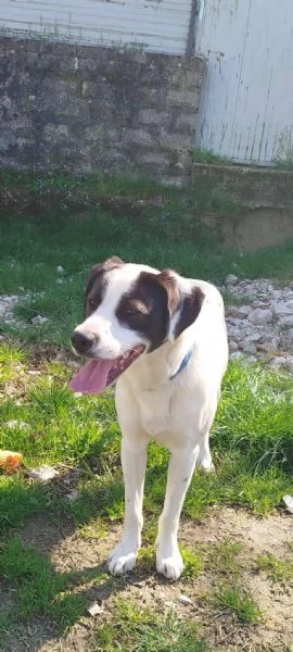 Ginojump sipatico cucciolone | Foto 5