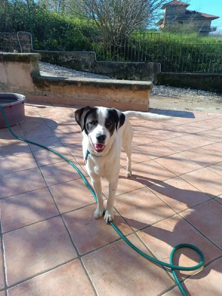 Ginojump sipatico cucciolone | Foto 4