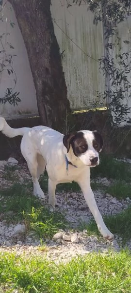 Ginojump sipatico cucciolone | Foto 3