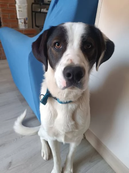 Ginojump sipatico cucciolone