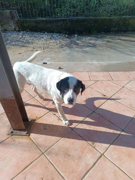 Ginojump sipatico cucciolone | Foto 0