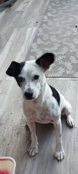 Macchietta piccolina abbandonata | Foto 2