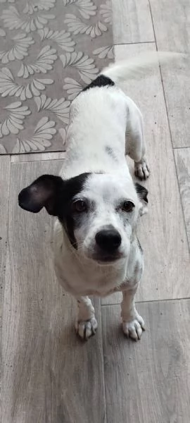 Macchietta piccolina abbandonata | Foto 1